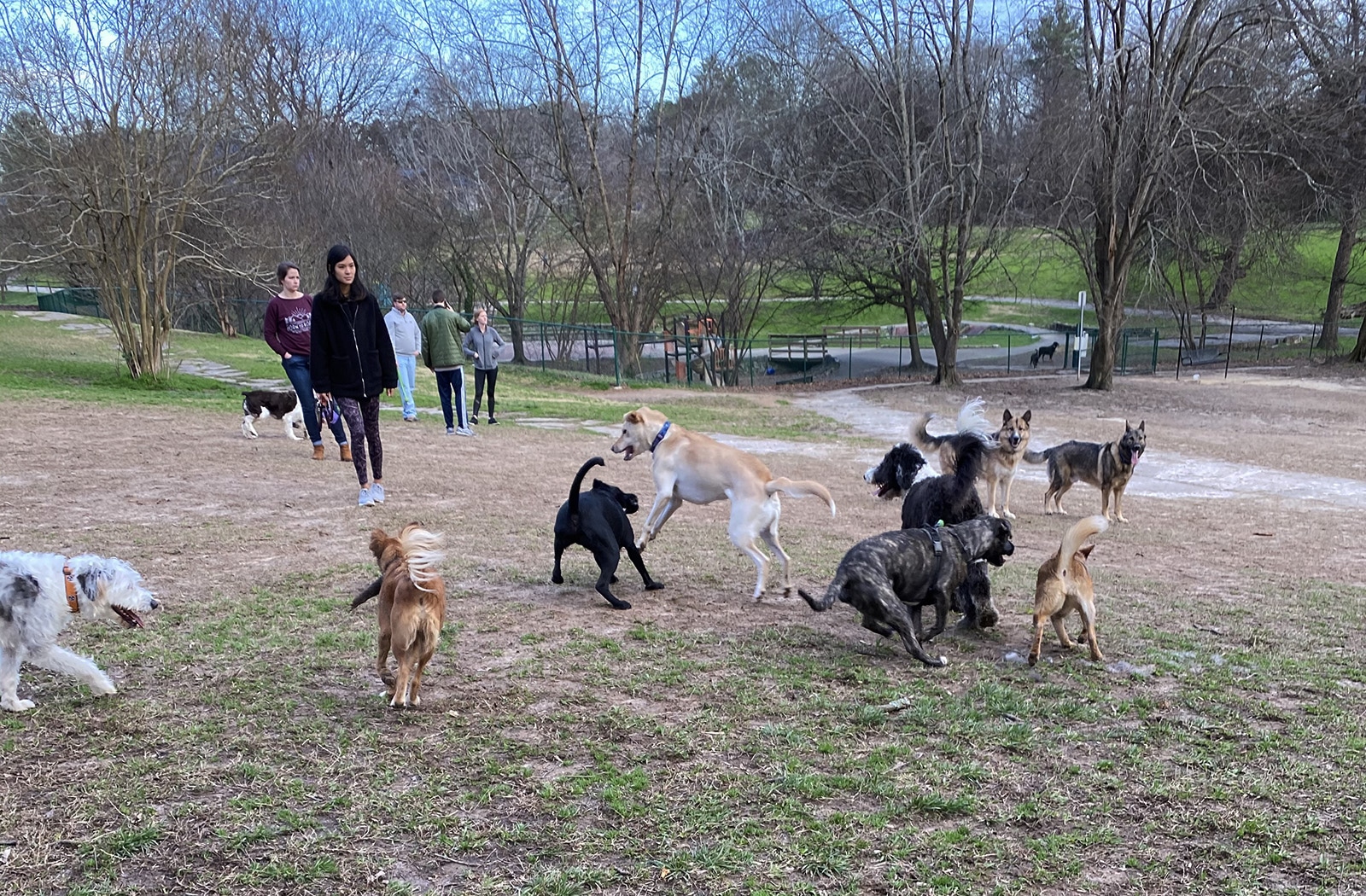 Photo Gallery of All the Dog and People - Brookhaven Dog Park