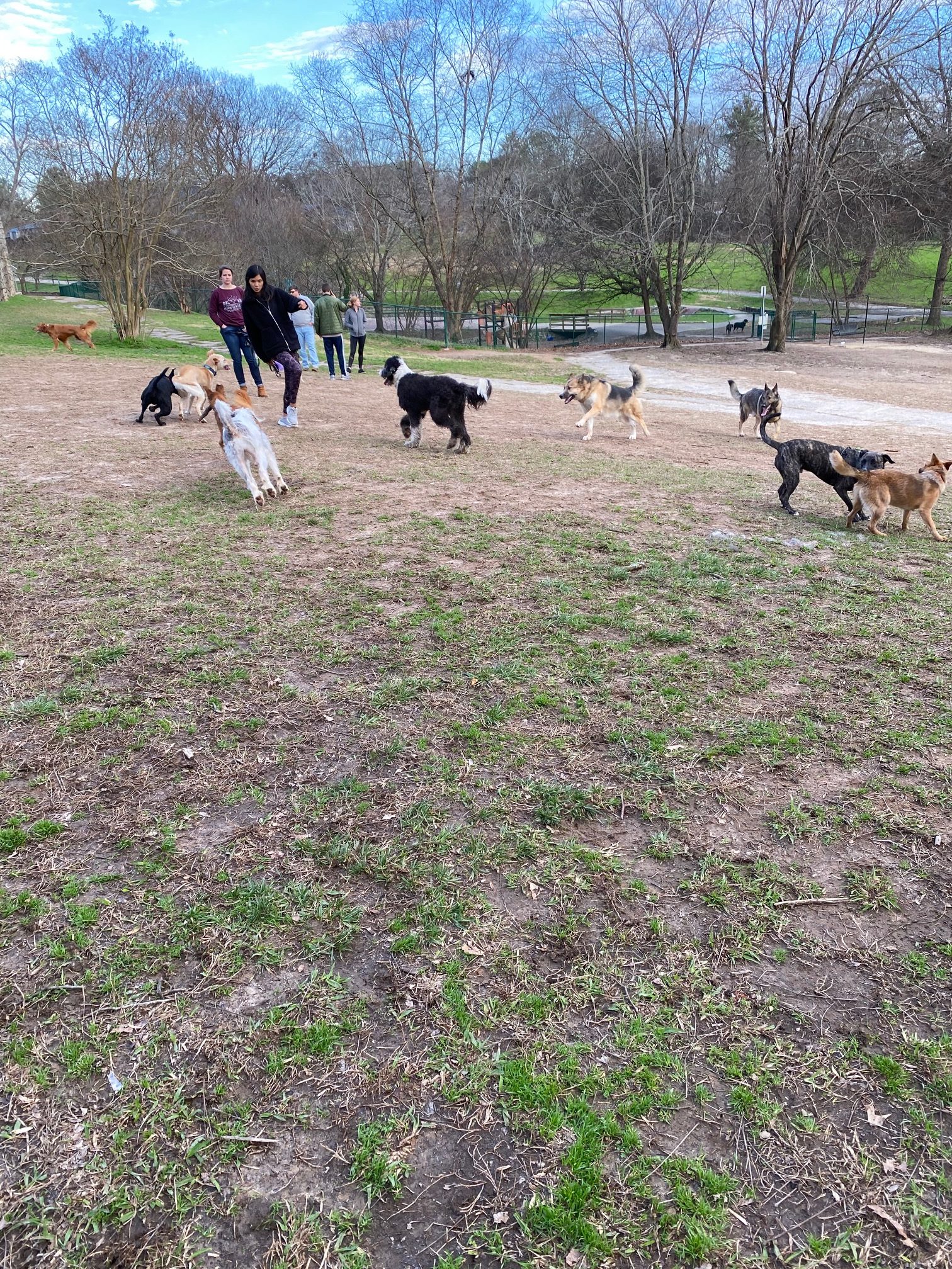 Photo Gallery of All the Dog and People - Brookhaven Dog Park