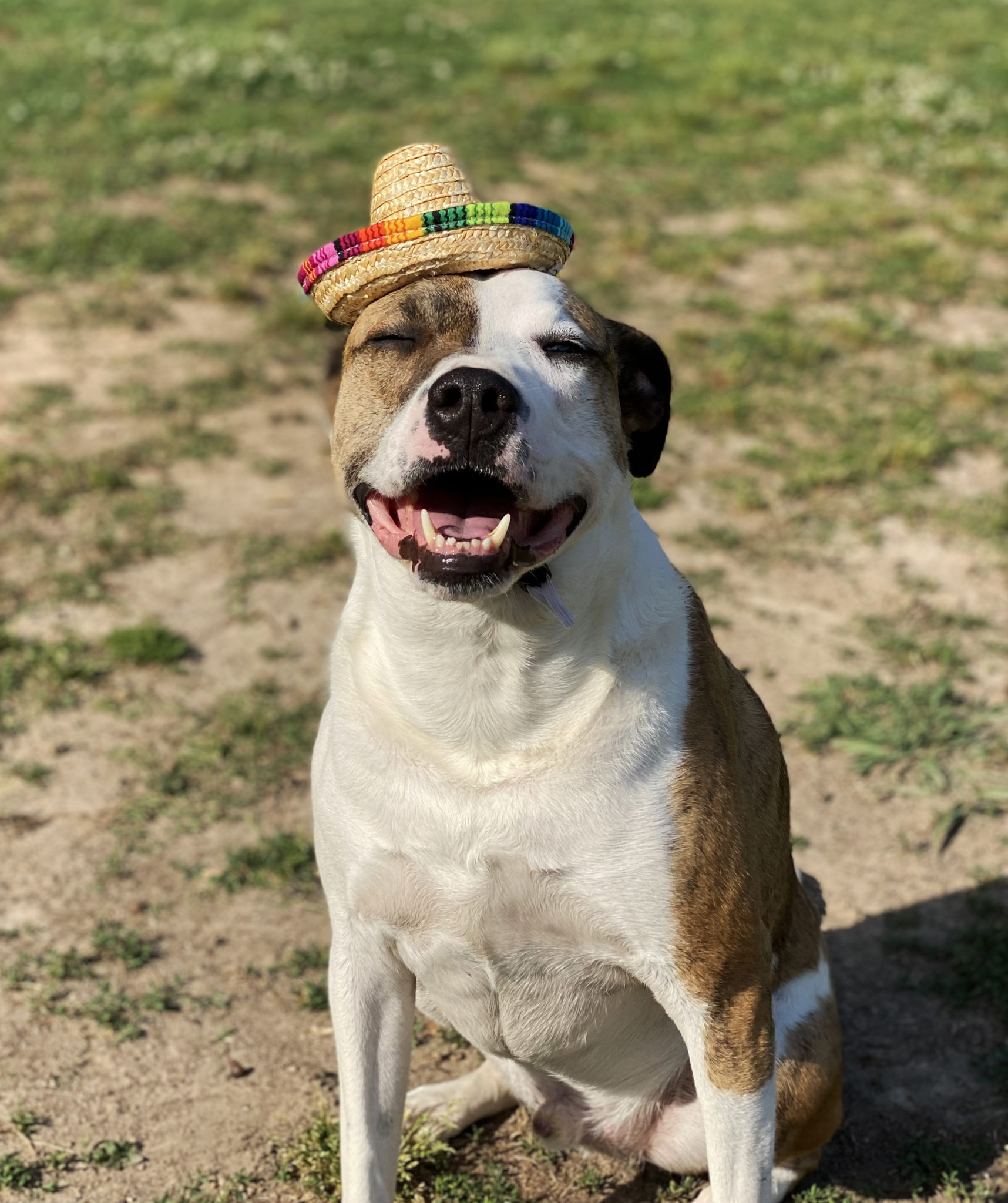 Photo Gallery of All the Dog and People - Brookhaven Dog Park